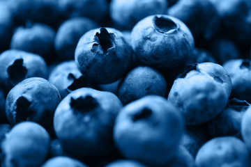 A handful of blueberry toned in blue color of 2020 year.Classic shade.Juicy fresh berries,sparkly water drops on it.