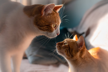Dos gatos domésticos se acercan a sus hocicos para besarse al contraluz de la ventana