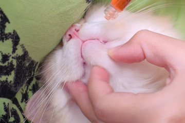 Young Asian girls treat a wounded cat at home. Animal care concept