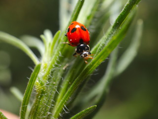 Fototapeta premium beautiful Lady Bug on a green plant
