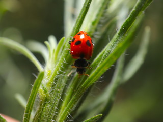 beautiful Lady Bug on a green plant