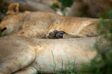 Lion grooming and resting after a morning of patrolling.