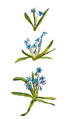 first blue flower group watercolor