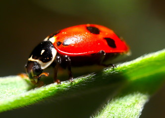 beautiful Lady Bug on a green plant