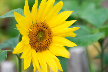 Sunflowers head close up in the garden.