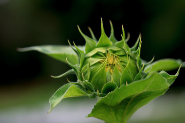 Sunflowers head, not revealed bud close up in the garden.