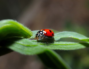 Obraz premium beautiful Lady Bug on a green plant