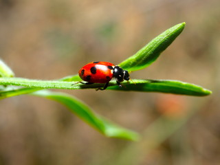 beautiful Lady Bug on a green plant