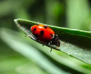 Fototapeta premium beautiful Lady Bug on a green plant