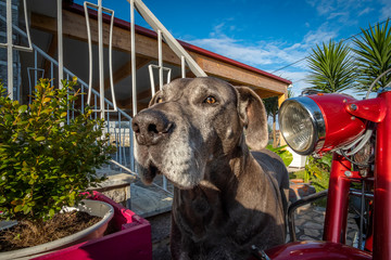Retrato de cão dogue alemão no exterior da casa