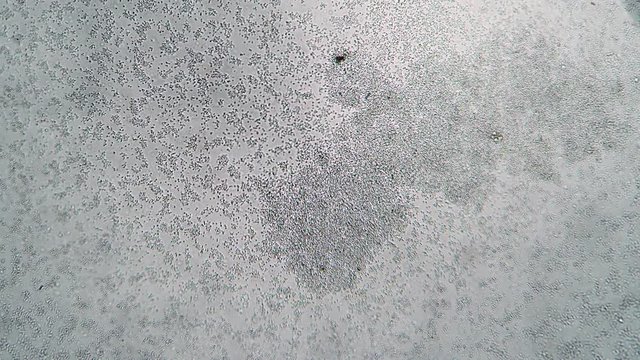 Huge amount of bacteria in a drop of water under a microscope. Theme of laboratory biological research under microscope. Microscopic protozoa in a drop of magnification. Infected by tainted water.