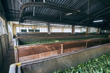 Production in tea factory