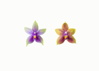 Obraz premium phalaenopsis bellina isolated on white background.
