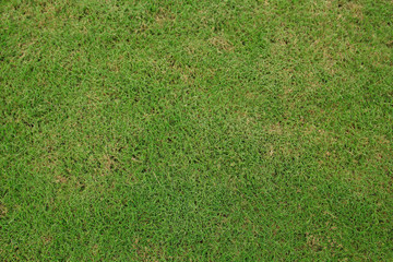 Green grass texture for background