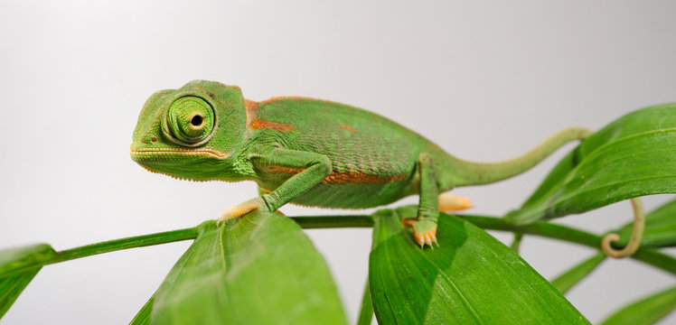 young Veiled chameleon / junges Jemenchamäleon (Chamaeleo calyptratus) 