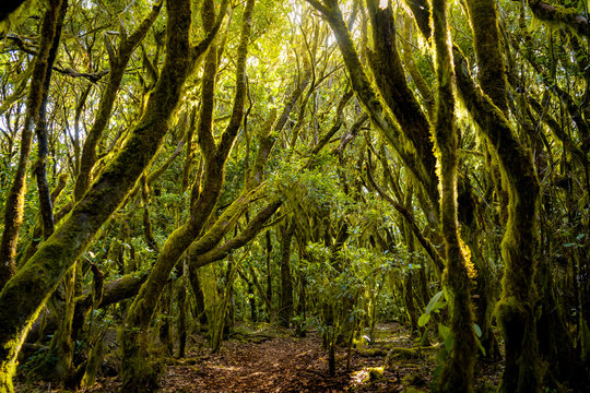 Camino de los sentidos. Exuberante bosque de laureles en el Parque Nacional de Garajonay, La Gomera. Islas Canarias