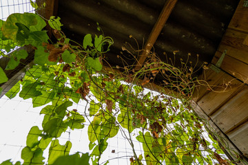 Weeds and Plants Growing in Derelict Wooden Building