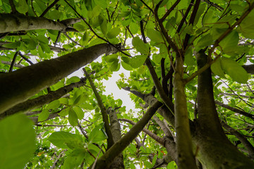 Tree Branches Growing with Green Leaves