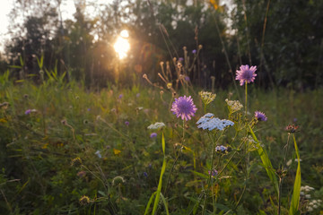 Field scabious purple flowers against the sunlight and forest