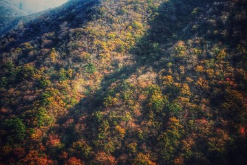 Fototapeta na wymiar Autumn in South Korea, Red and Yellow Leaves background
