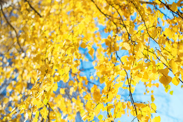 Obraz na płótnie Canvas Beautiful scene with birch yellow autumn leaves