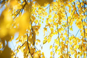 Beautiful scene with birch yellow autumn leaves