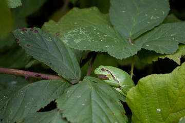 tree frog or Hyla arborea