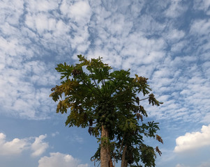 Papaya tree with blue sky in the background