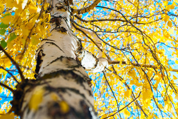 Beautiful scene with birch yellow autumn leaves