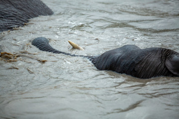 Obraz premium Young Elephant bulls swimming and play wrestling in a near by waterhole. 