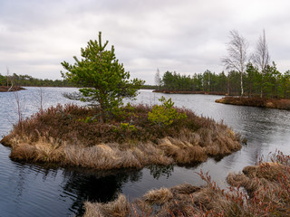 bog landscape with red mosses, small bog pines