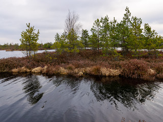 bog landscape with red mosses, small bog pines