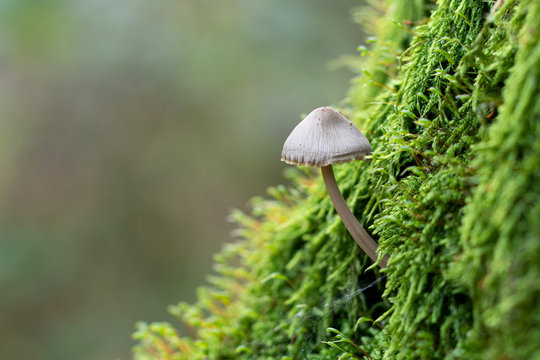 a Bleeding fairy helmet, Mycena haematopus, on a green moss background