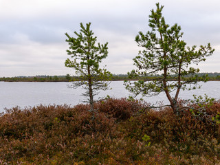 Obraz na płótnie Canvas bog landscape with red mosses, small bog pines