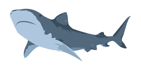 Shark Icon. Minimalistic performance. Isolated vector illustration on a white background