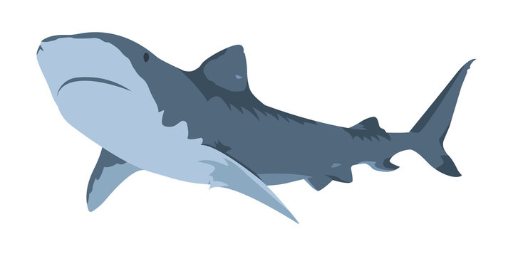 Shark Icon. Minimalistic performance. Isolated vector illustration on a white background