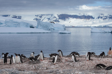 Fototapeta premium Colony of penguins in front of icy glaciers and snow mountains of Antarctica