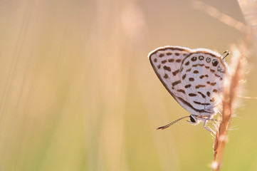 Butterfly on the grass