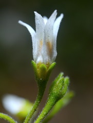 beautiful and colourful flowers in a Sydney Park