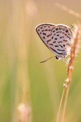 Butterfly on the grass