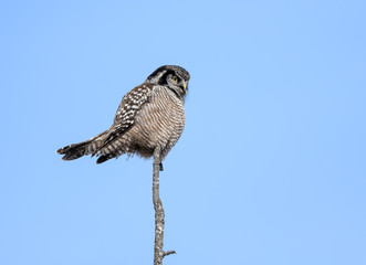 Northern Hawk Owl Resting on Snag on Blue Sky in Winter