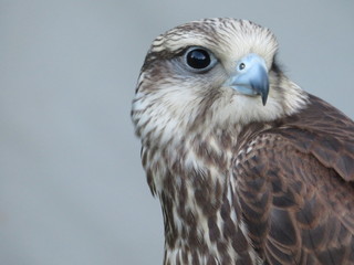 Beautiful picture of birds of prey of great size and penetrating stare