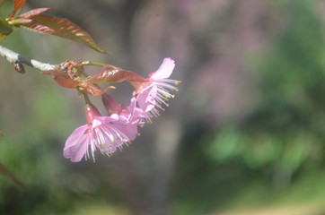 Beautiful Natural Fresh Flower in Garden.