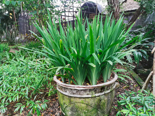 Nature view of iris plant in garden. Beautiful and Fresh green leaves plant