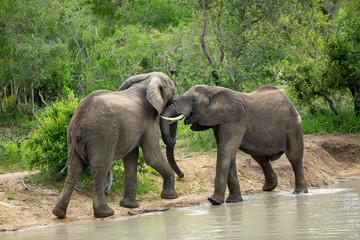 Naklejka na ściany i meble Young Elephant bulls swimming and play wrestling in a near by waterhole. 