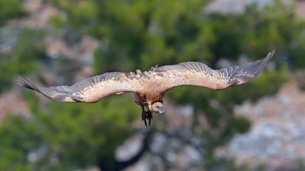 Griffon Vulture (Gyps fulvus), Crete