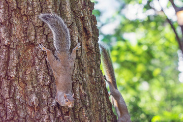 squirrel of a tree