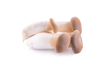 Fototapeta premium King oyster isolated on a white background