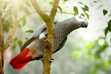 Exotic grey parrot sitting on a tree branch with sunshine pouring overhead. Close up of a tropical bird in natural conditions.