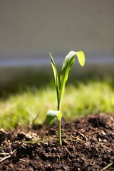 Young corn plant in fertile soil on blurred background, space for text. Gardening time.